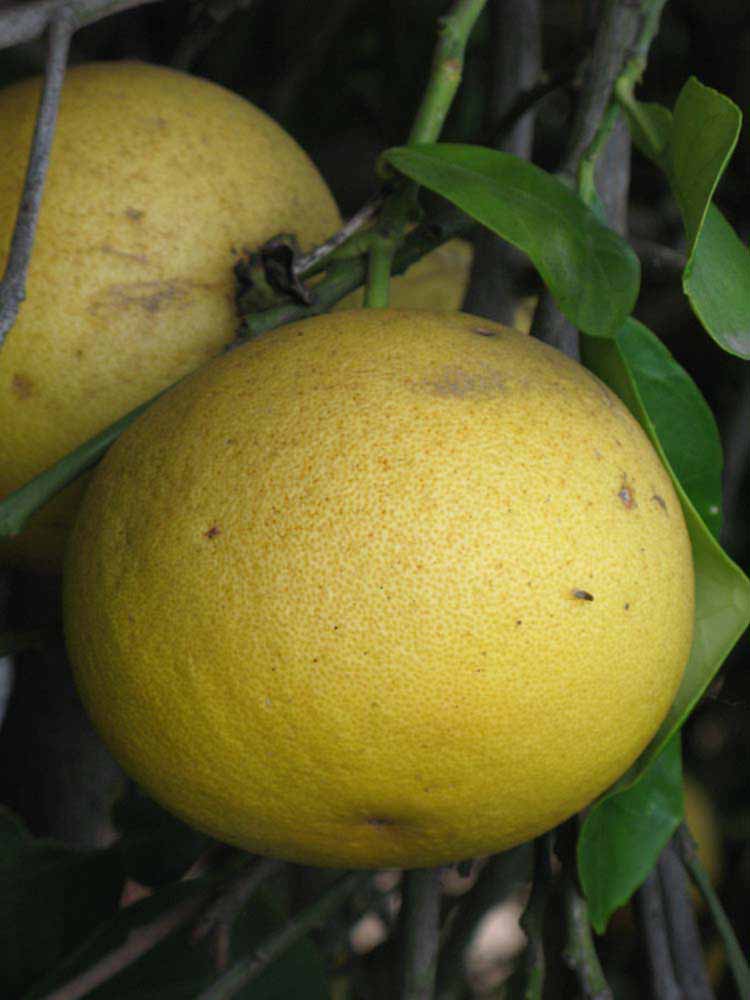            Fruit (Riverside, CA)   